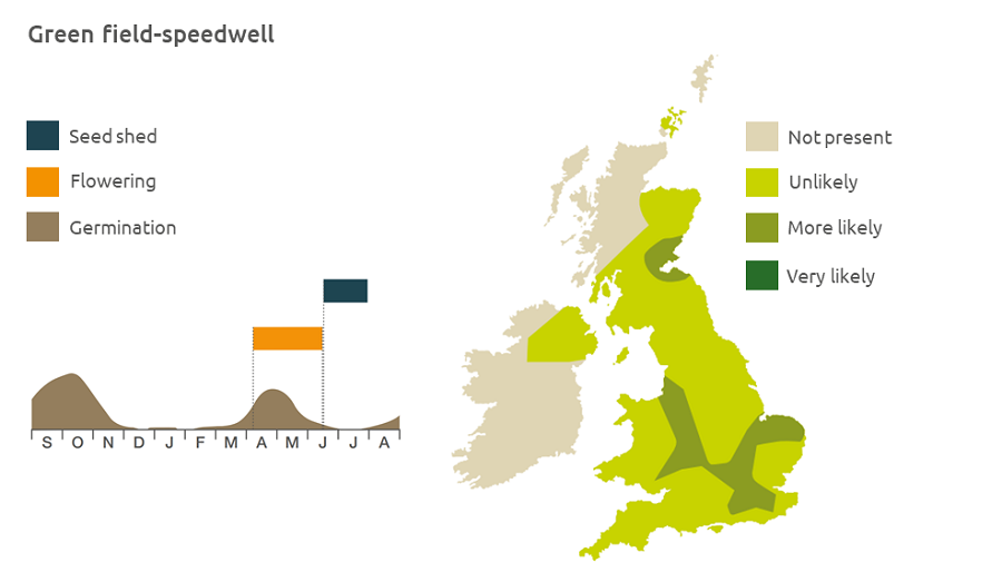 Green field-speedwell life cycle and UK distribution